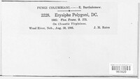 Erysiphe polygoni image